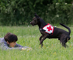 Rettungshund vor einer Frau, die im Gras liegt