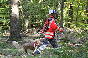 rettungshund und Hundeführer im Wald 
