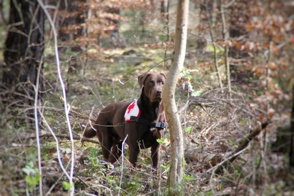 Hund mit DRK-Leibchen im Wald