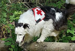 Rettungshund auf einem Baumstamm