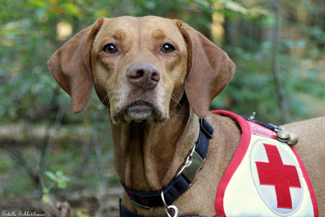 Zur Website der Rettungshundestaffel Rettungshund